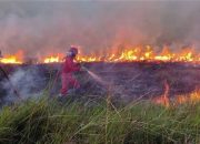 Dua Daerah di Riau Terjadi Karhutla, BPBD Kerahkan Helikopter keKampar